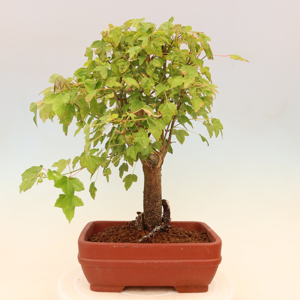 Venkovní bonsai - Javor Burgerův - Acer Burgerianum 