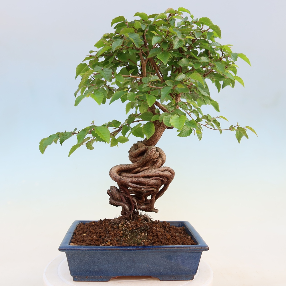 Venkovní bonsai -Carpinus coreana - Habr korejský
