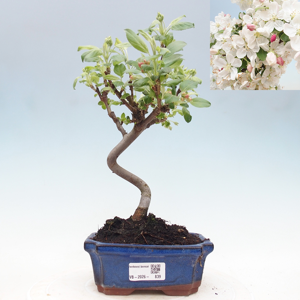 Venkovní bonsai -Malus halliana - Maloplodá jabloň