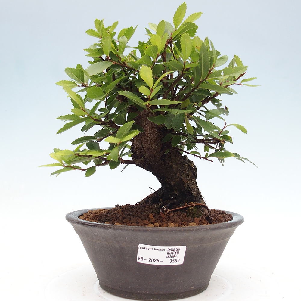 Venkovní bonsai - Zelkova - Zelkova NIRE