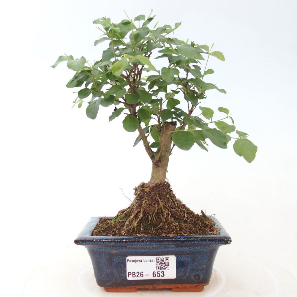 Pokojová bonsai -Ligustrum chinensis - Ptačí zob
