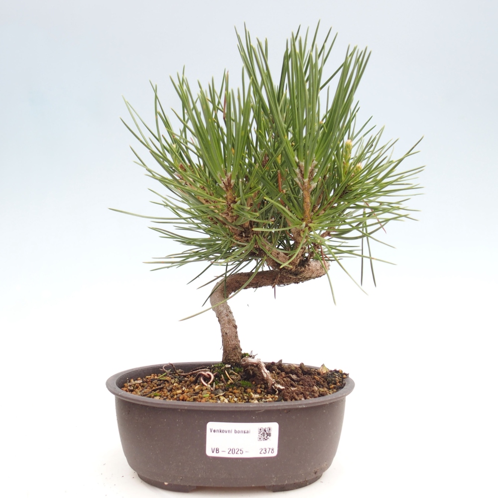 Venkovní bonsai - Pinus thunbergii - Borovice thunbergova