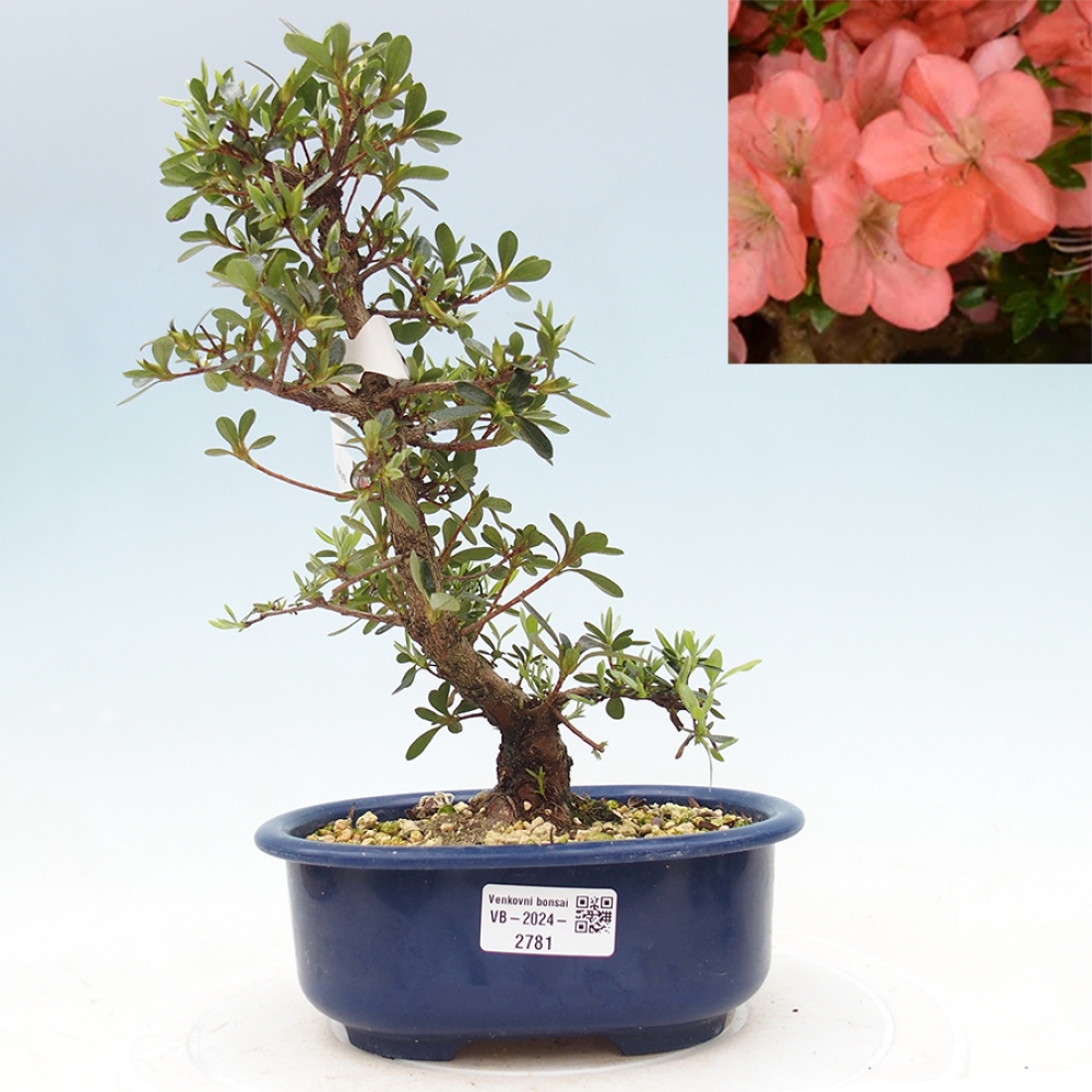 Venkovní bonsai - Japonská azalka - Azalea Asazakura