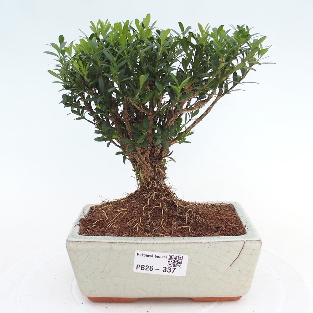 Pokojová bonsai - Buxus harlandii -korkový buxus