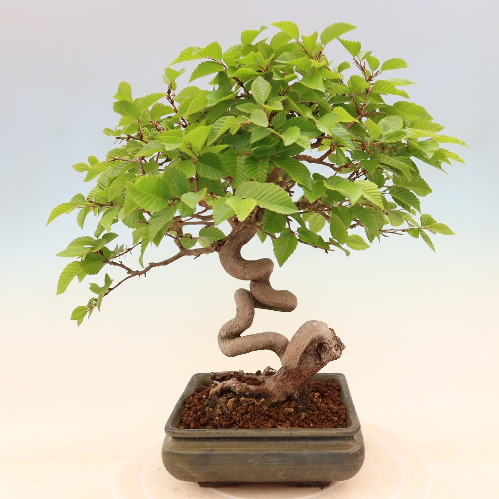 Venkovní bonsai -Carpinus coreana - Habr korejský