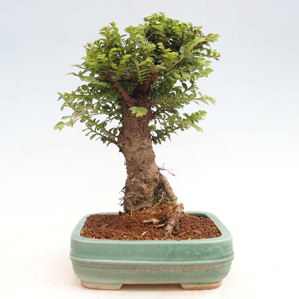 Venkovní bonsai - Ulmus parvifolia Hokkaido - jilm Činski