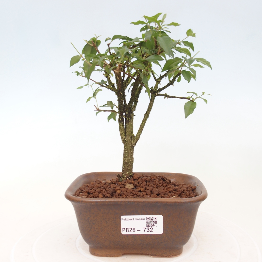Pokojová bonsai - Malpighia coccigera- Barbdorská třešeň