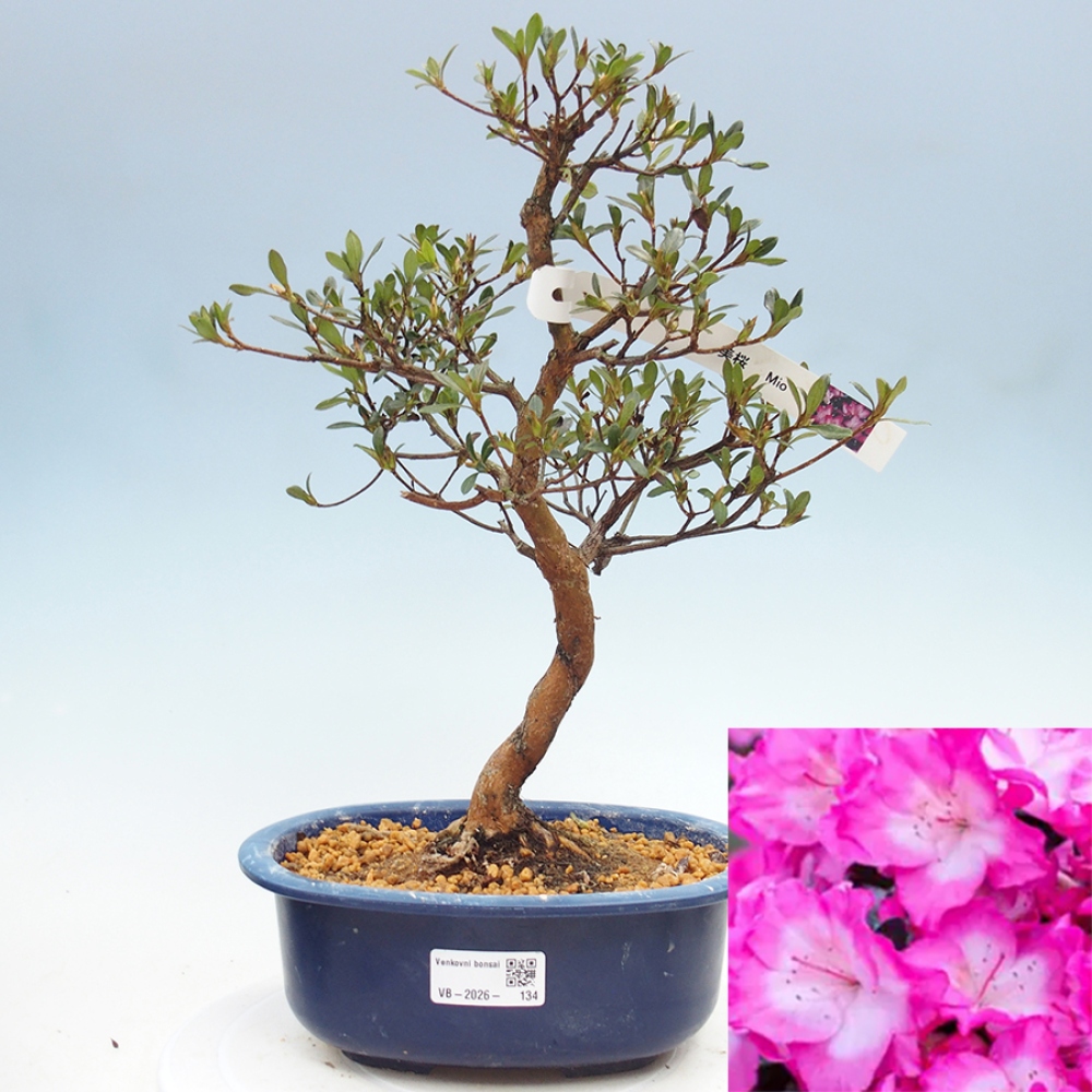 Venkovní bonsai - Japonská azalka - Azalea Mio