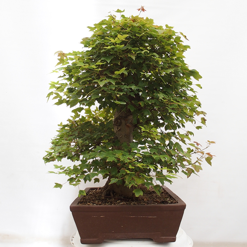 Venkovní bonsai - Acer Buergerianum - Javor Burgerův