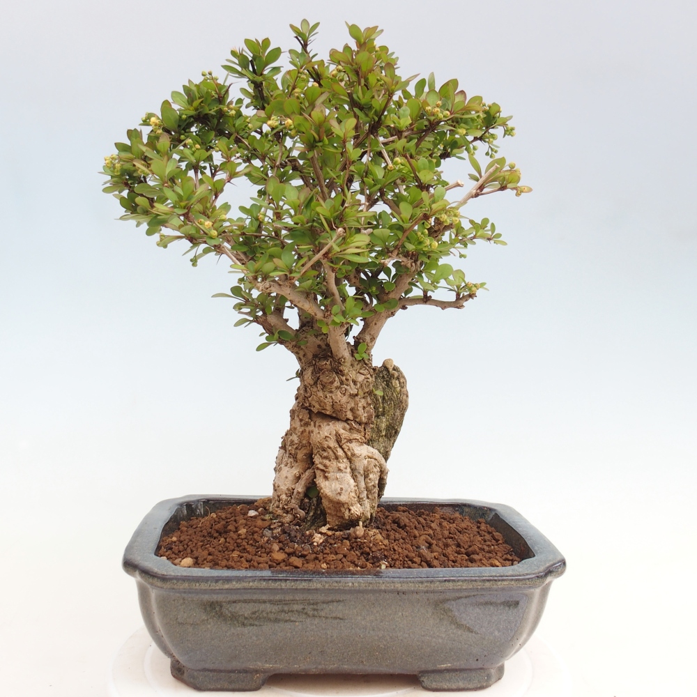 Venkovní bonsai - Berberis coreana - Dřištál korejský