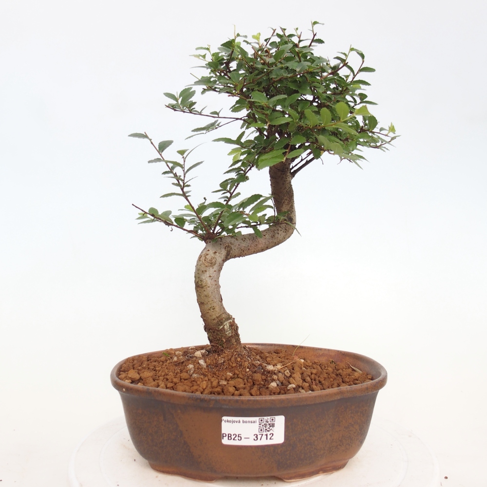Pokojová bonsai - Ulmus parvifolia - Malolistý jilm