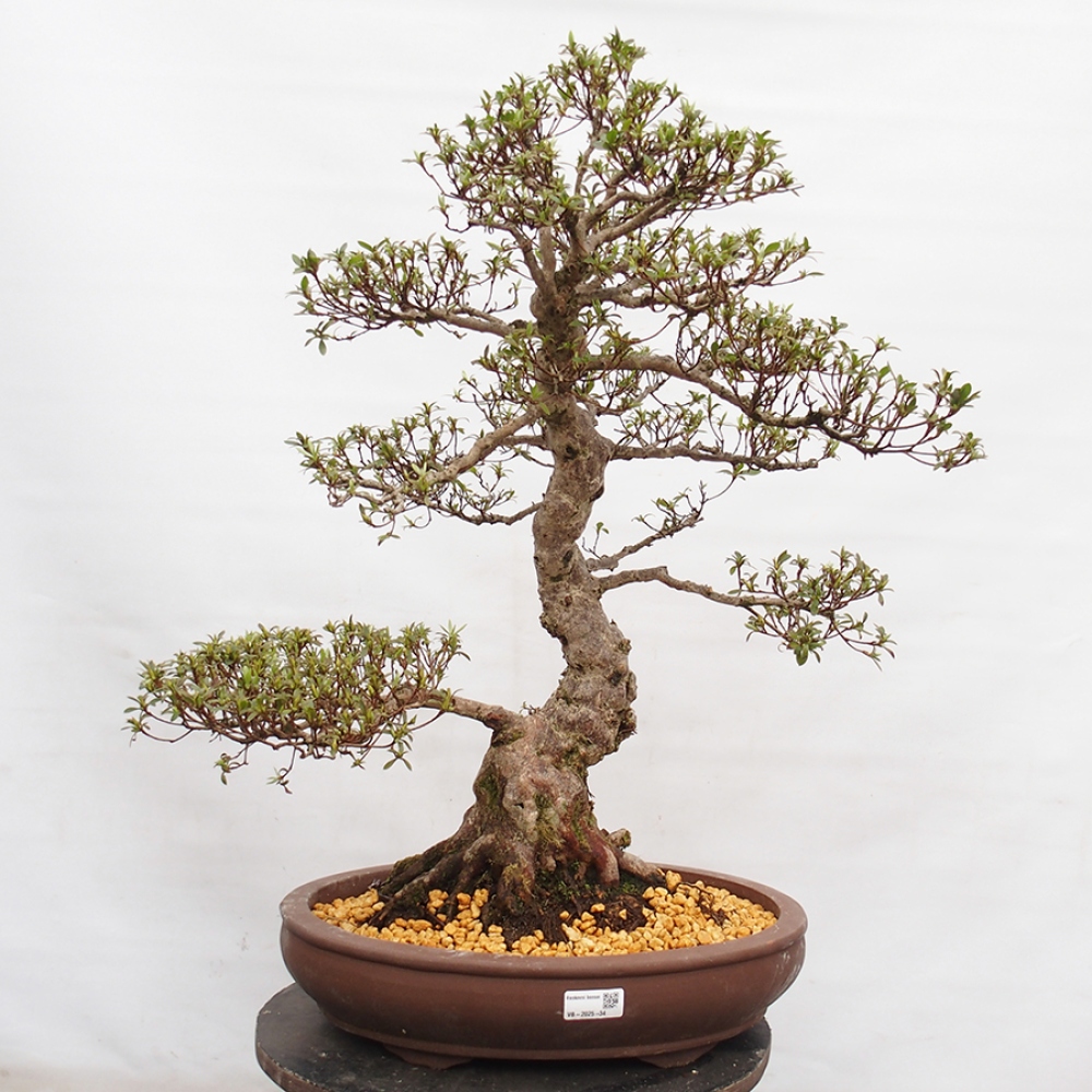 Venkovní bonsai - Japonská azalka - Azalea Satsuki
