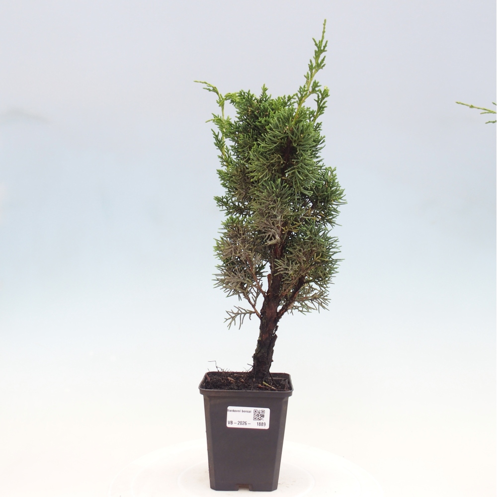 Venkovní bonsai - Juniperus chinensis Kishu -Jalovec čínský