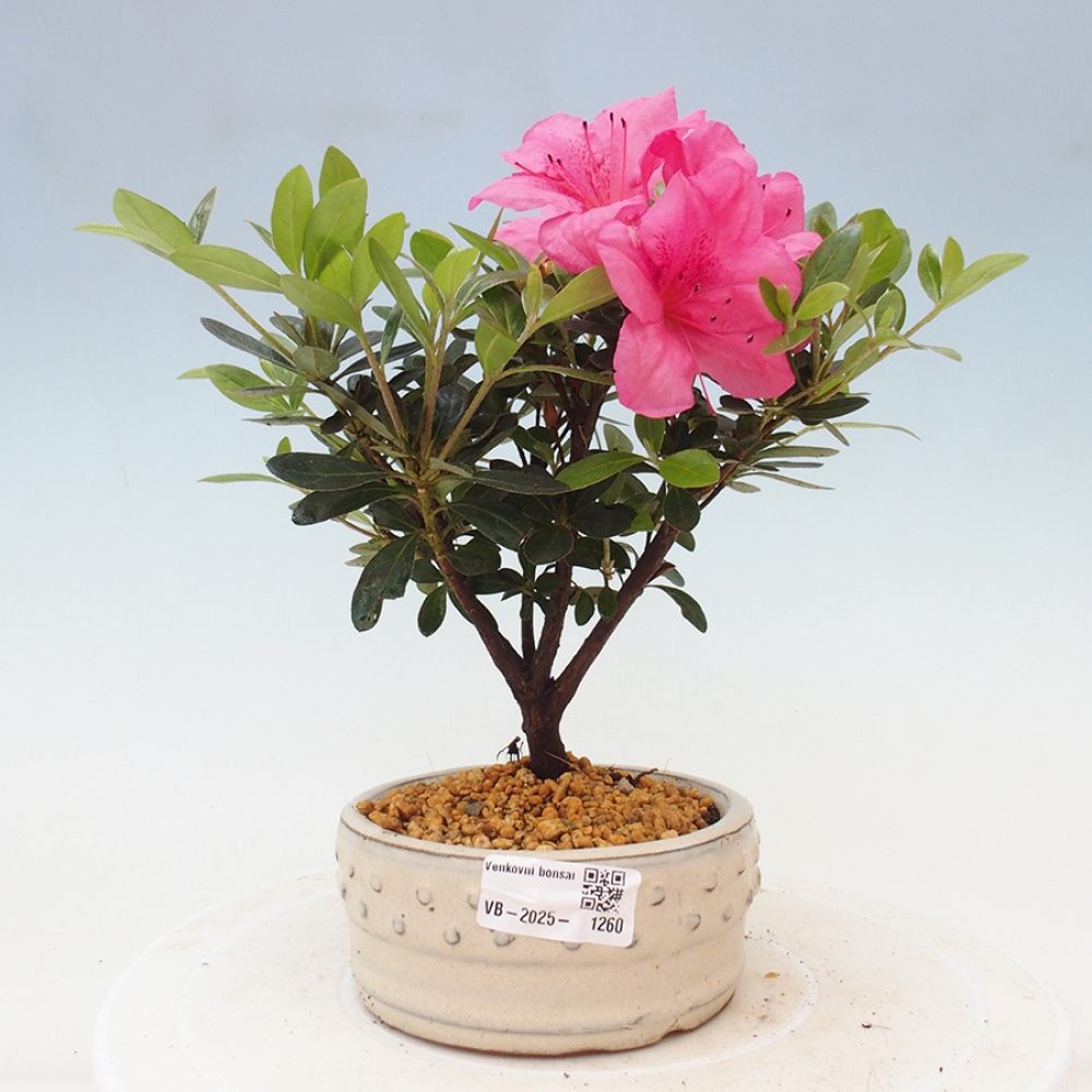 Venkovní bonsai - Japonská azalka - Azalea sp.