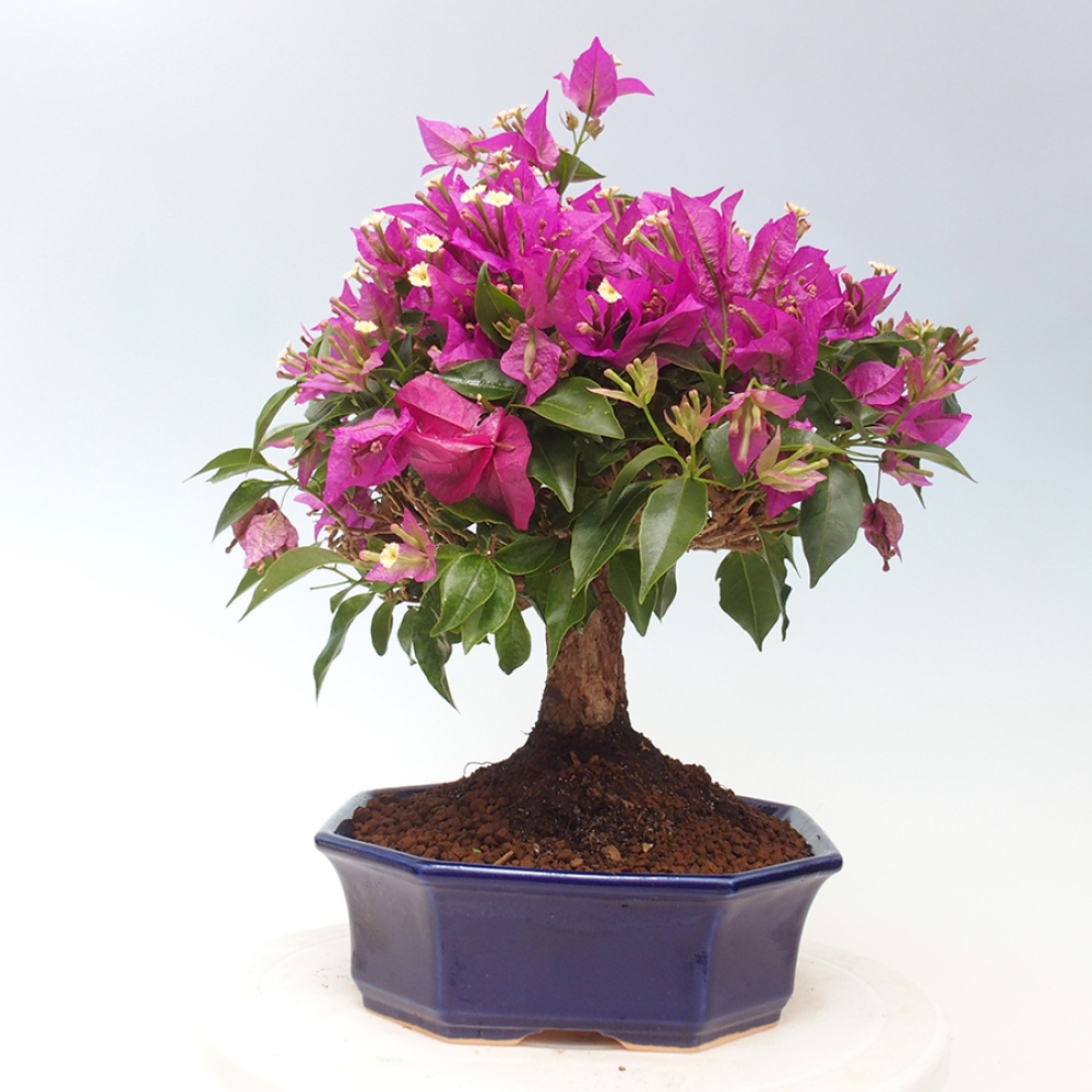 Pokojová bonsai - Bouganwilea
