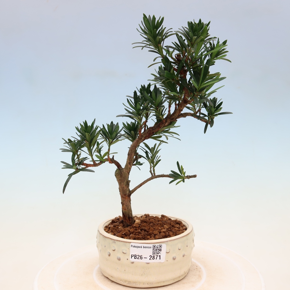 Pokojová bonsai - Podocarpus - Kamenný tis