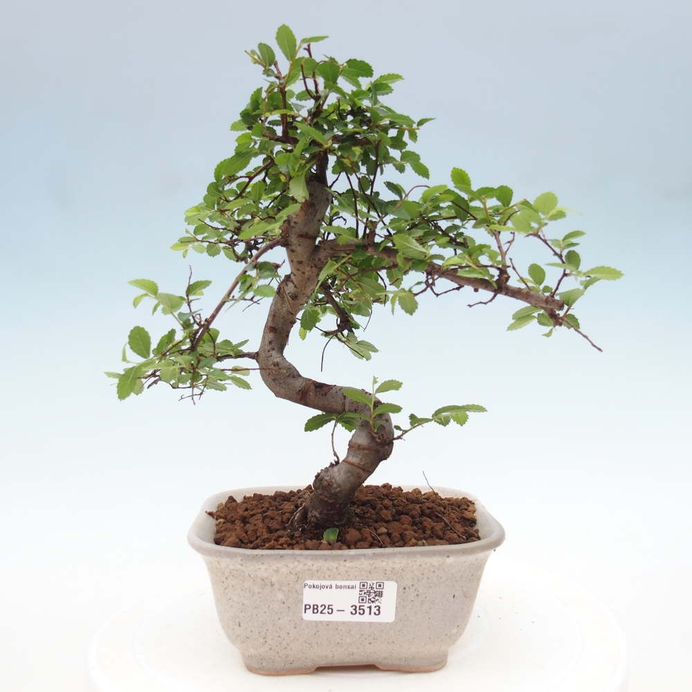 Pokojová bonsai - Ulmus parvifolia - Malolistý jilm