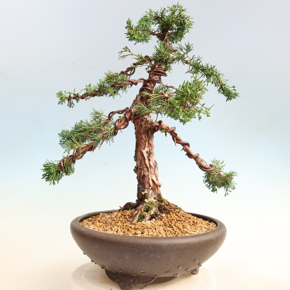 Venkovní bonsai - Juniperus chinensis Kishu -Jalovec čínský