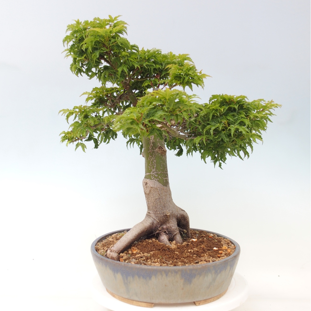Venkovní bonsai -Javor dlanitolistý Acer palmatum Shishigashira