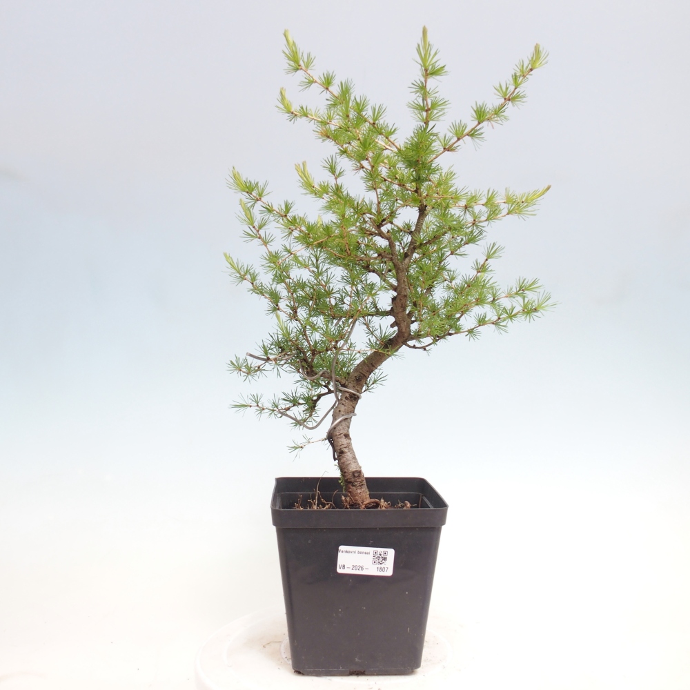 Venkovní bonsai -Larix decidua - Modřín opadavý 