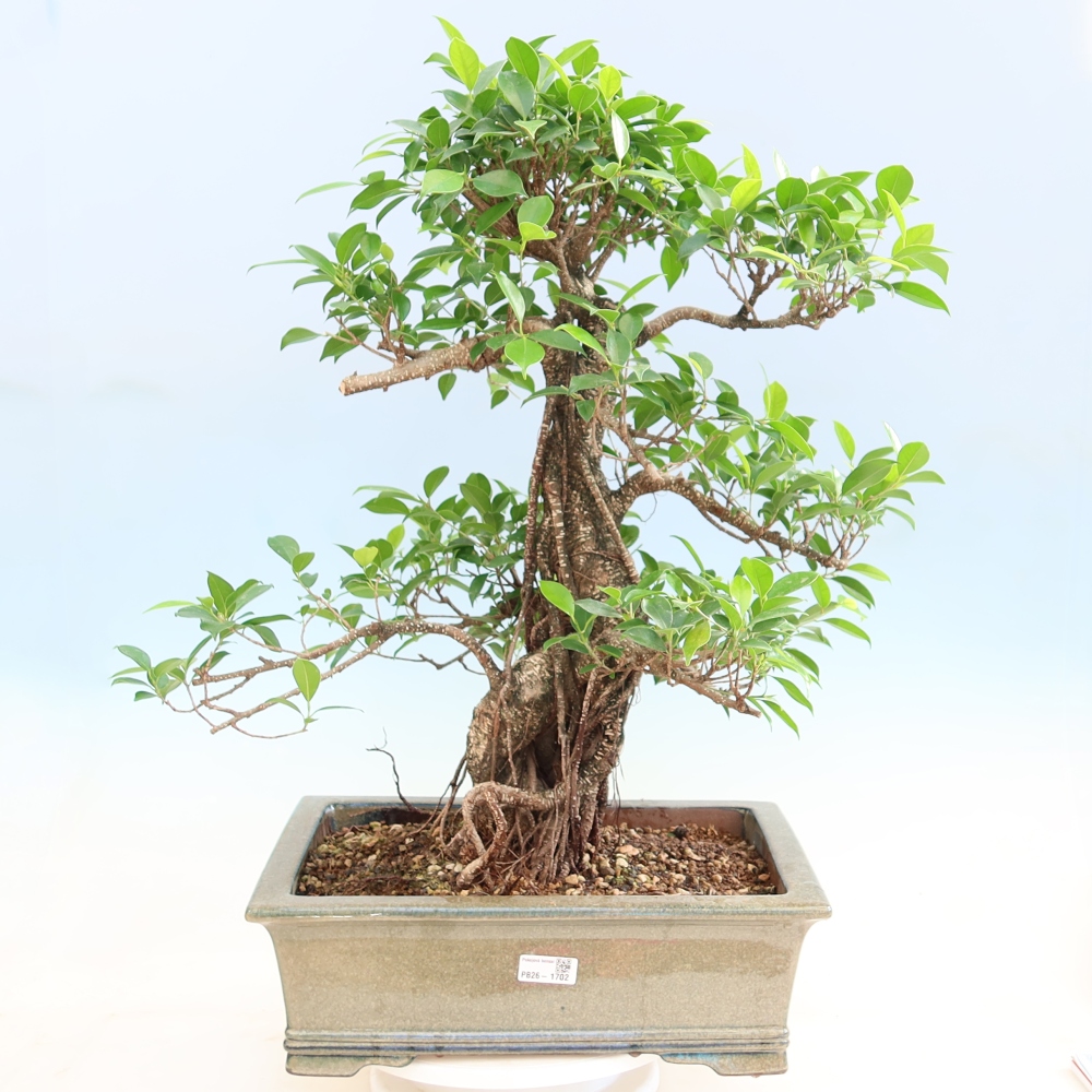 Pokojová bonsai - Ficus kimmen -  malolistý fíkus