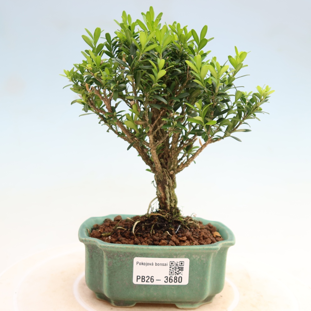 Pokojová bonsai - Buxus harlandii -korkový buxus