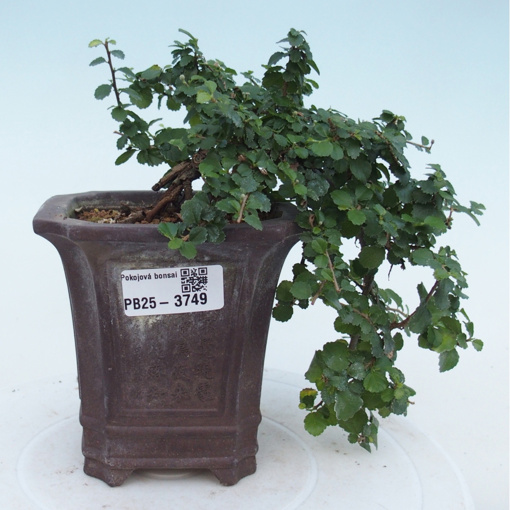 Pokojová bonsai - Grewia sp. - Grewie malolistá