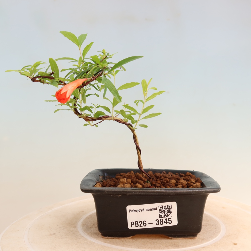 Pokojová bonsai-PUNICA granatum nana-Granátové jablko