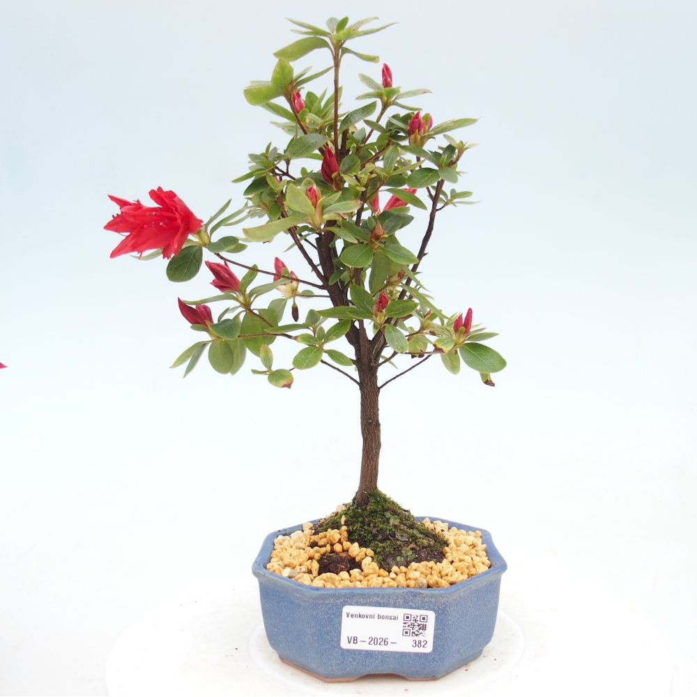 Venkovní bonsai - Japonská azalka - Azalea sp.