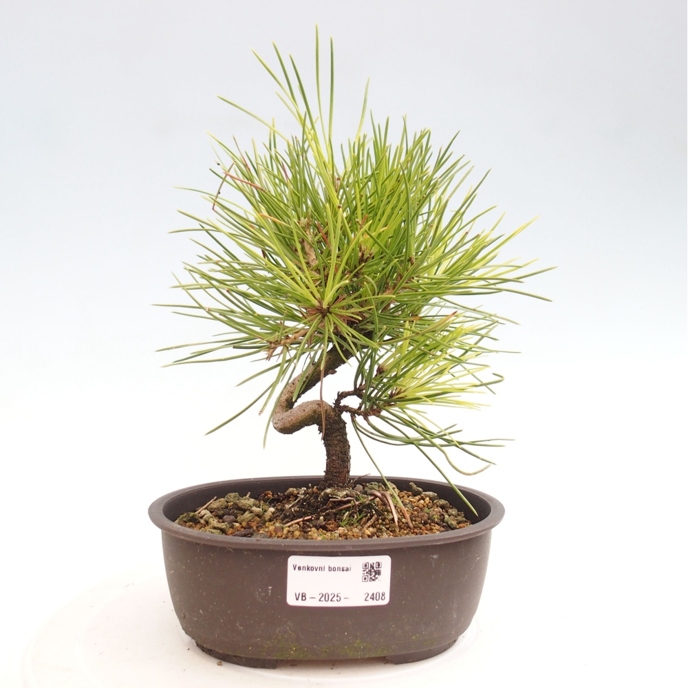 Venkovní bonsai - Pinus thunbergii - Borovice thunbergova