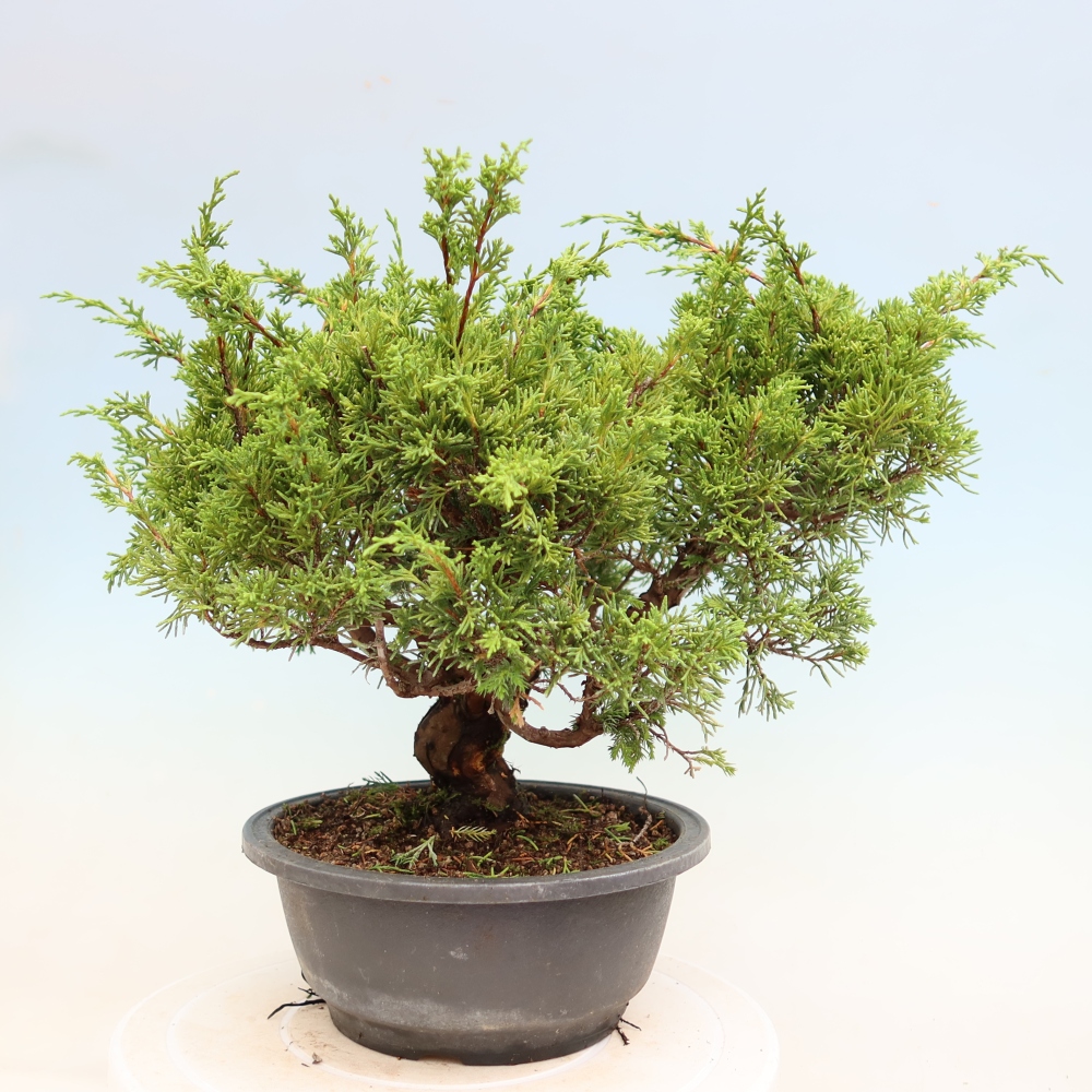 Venkovní bonsai - Juniperus chinensis Itoigawa-Jalovec čínský