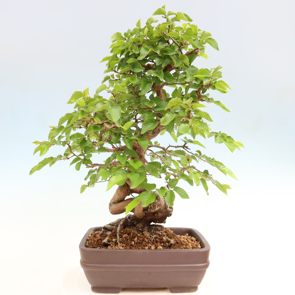 Venkovní bonsai -Carpinus coreana - Habr korejský