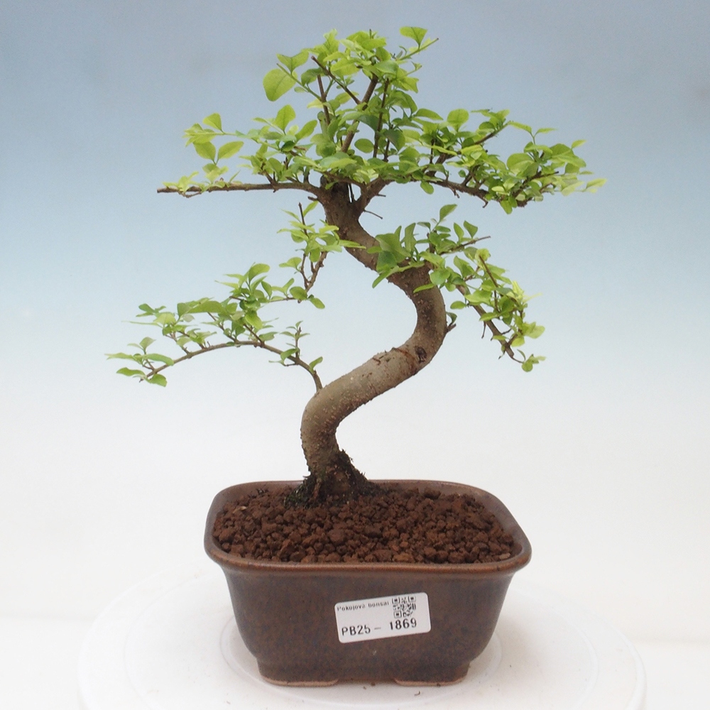 Pokojová bonsai -Ligustrum chinensis - Ptačí zob