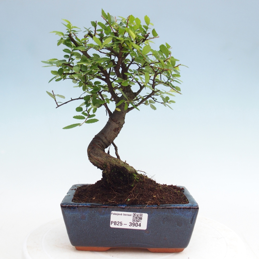 Pokojová bonsai - Ulmus parvifolia - Malolistý jilm