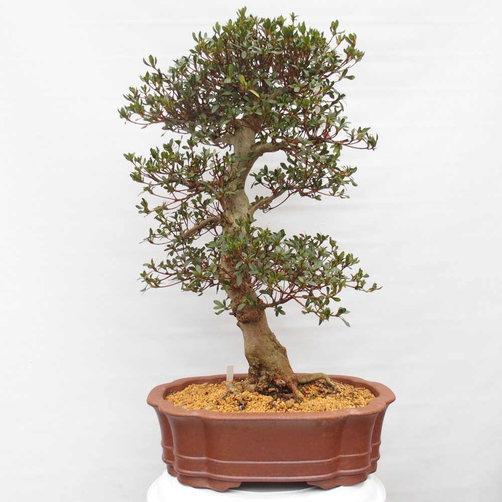 Venkovní bonsai - Japonská azalka - Azalea Sansai