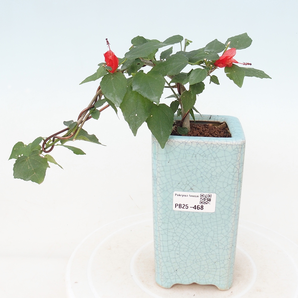 Pokojová bonsai - Malvaviscus arboreus - ibiškovec dřevnatý