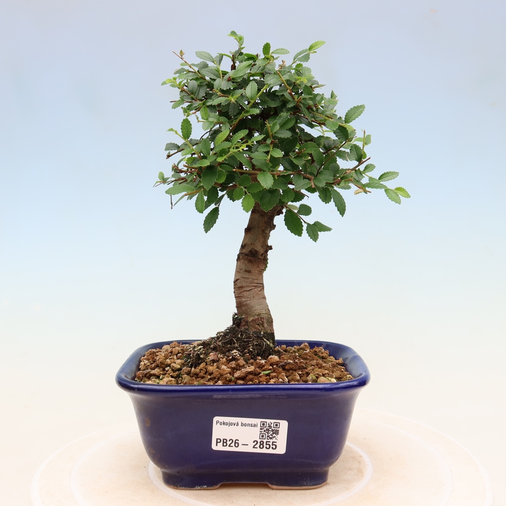 Pokojová bonsai - Ulmus parvifolia - Malolistý jilm