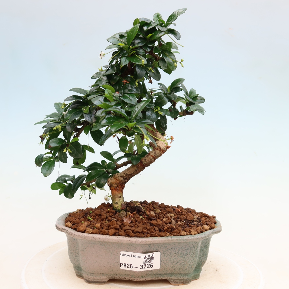 Pokojová bonsai - Carmona macrophylla - Čaj fuki