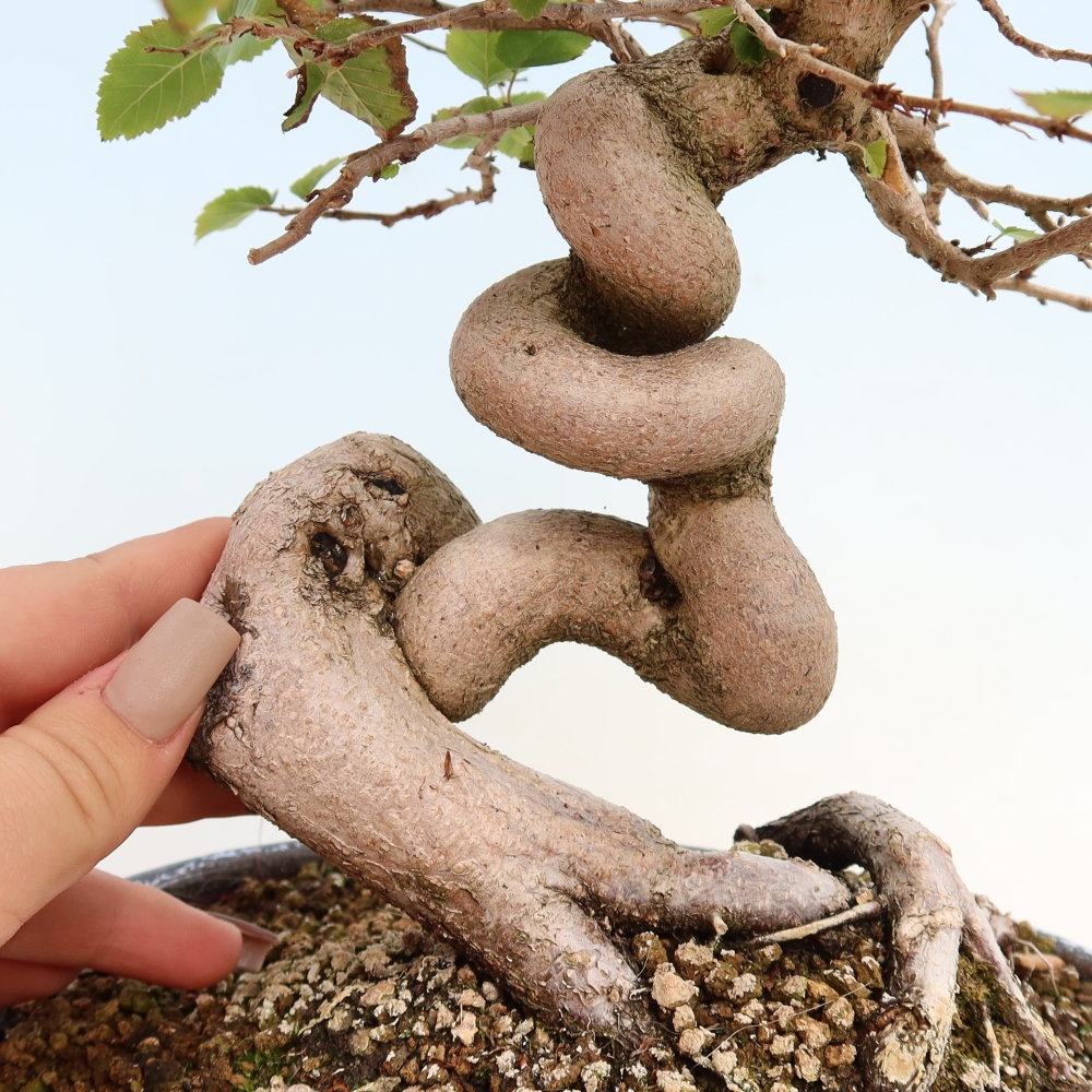 Venkovní bonsai -Carpinus CARPINOIDES - Habr korejský