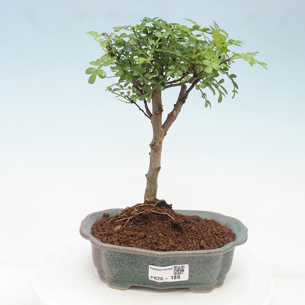 Pokojová bonsai - Zantoxylum piperitum - Pepřovník