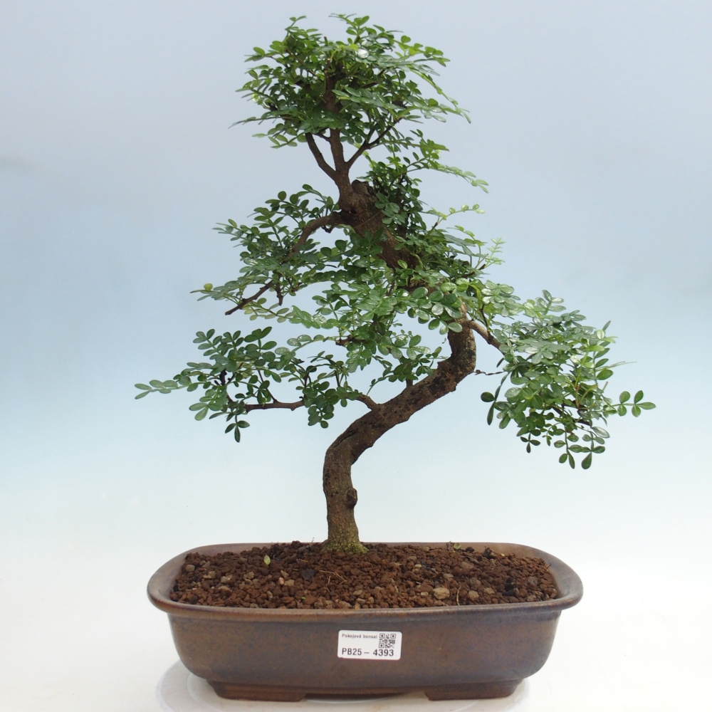 Pokojová bonsai - Zantoxylum piperitum - pepřovník