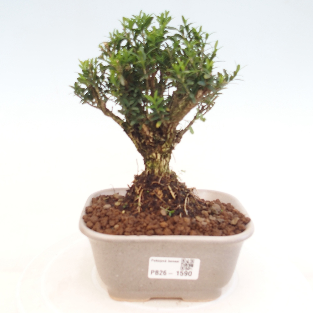 Pokojová bonsai - Buxus harlandii -korkový buxus