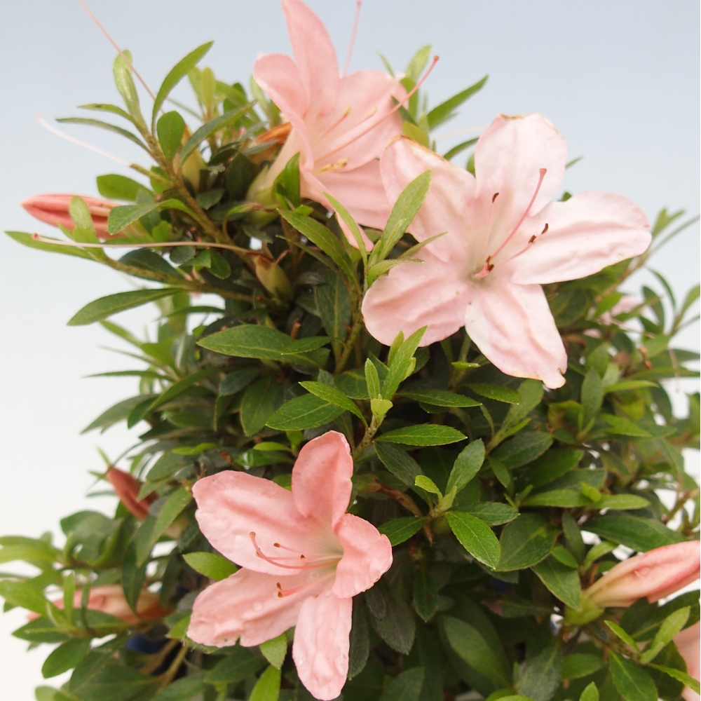 Venkovní bonsai - Japonská azalka - Azalea Nikko