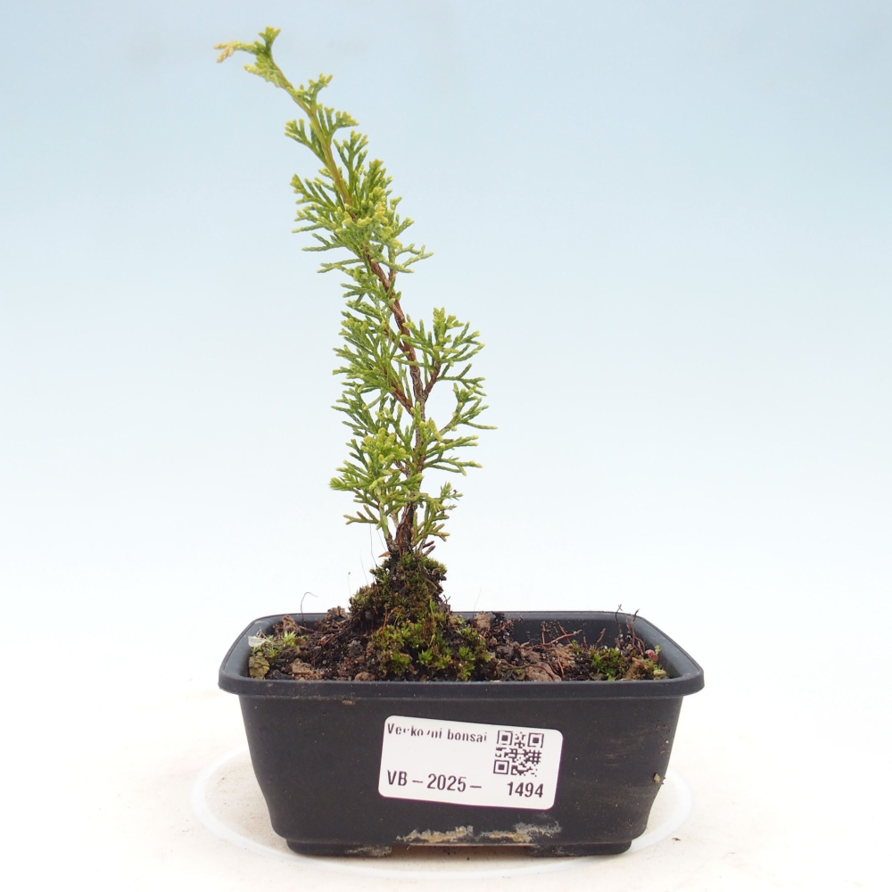 Venkovní bonsai - Juniperus chinensis Itoigawa -Jalovec čínský