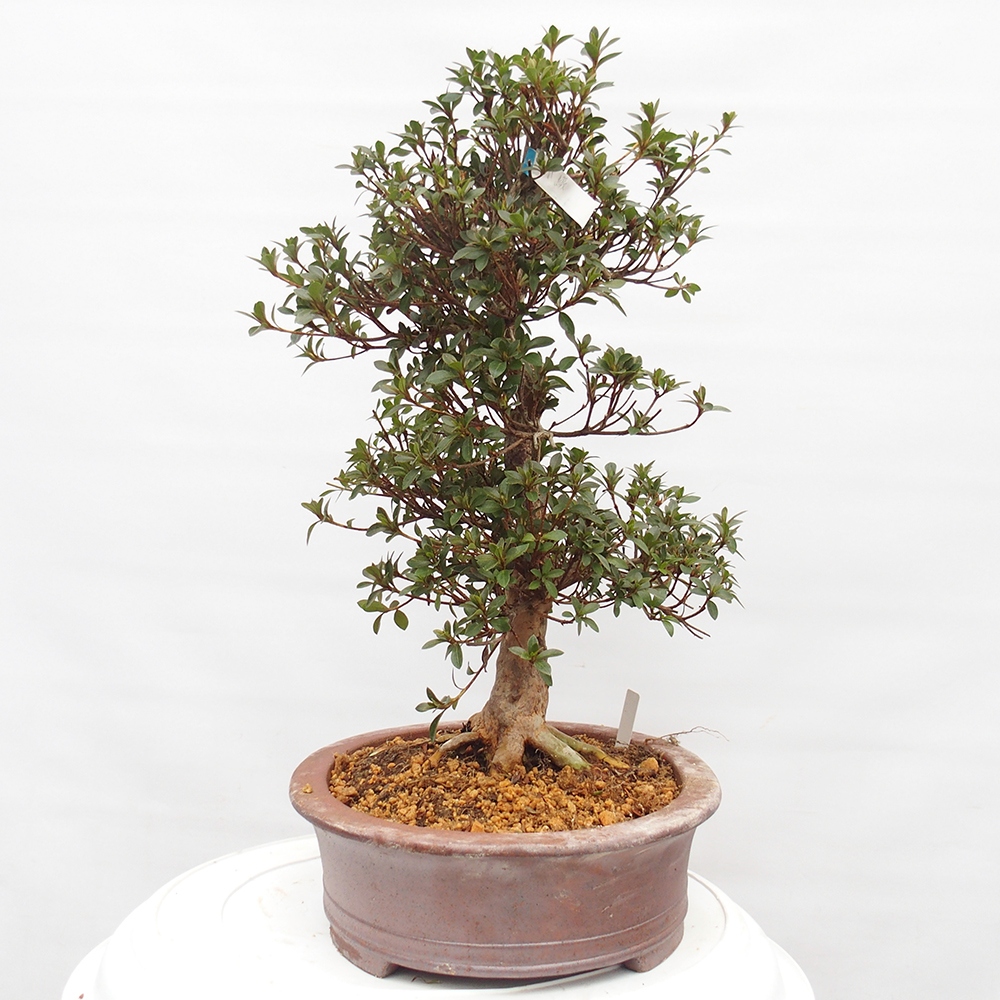 Venkovní bonsai - Japonská azalka - Azalea Hanatsuzuri