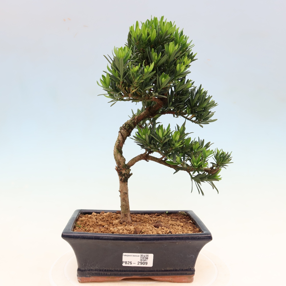 Pokojová bonsai - Podocarpus - Kamenný tis