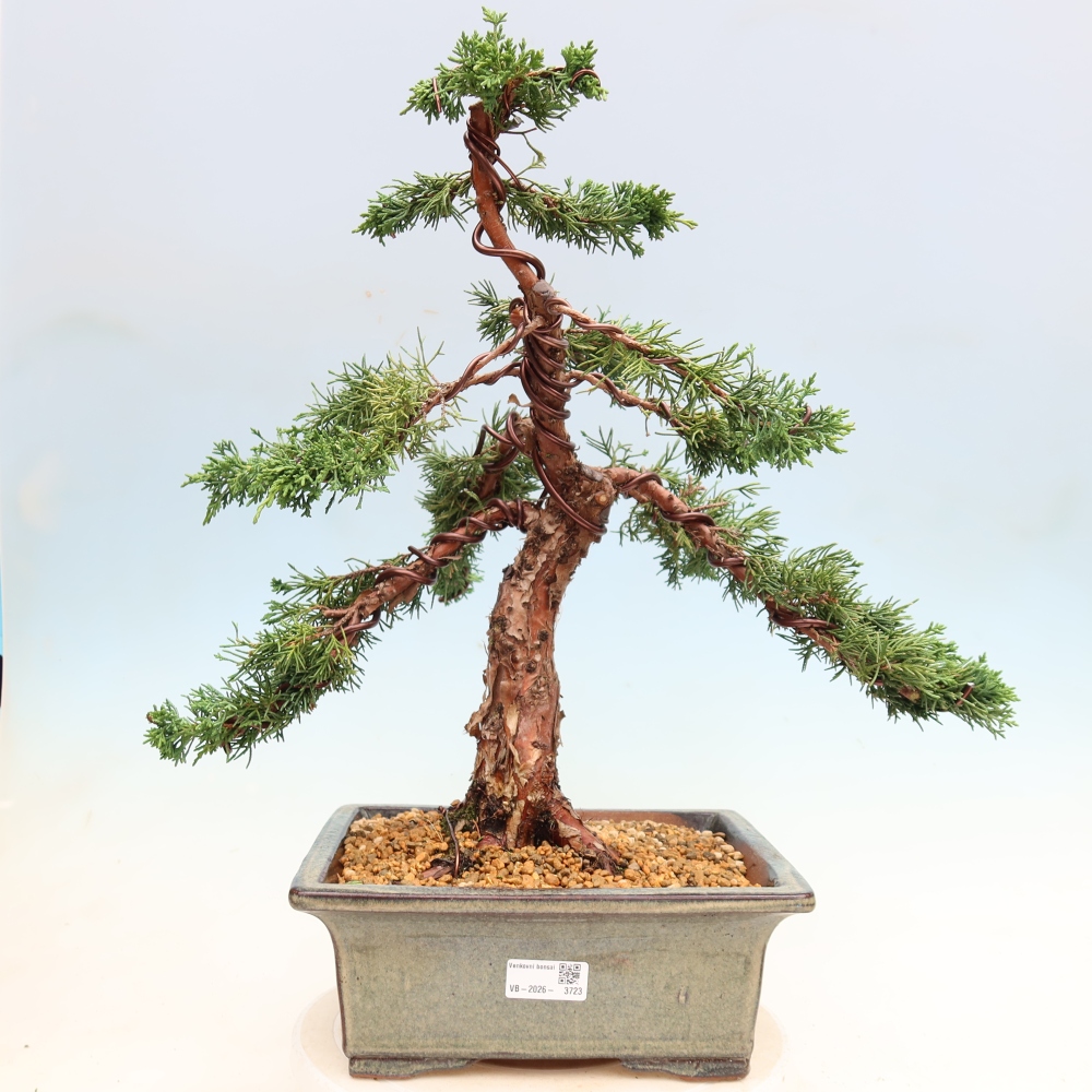 Venkovní bonsai - Juniperus chinensis Kishu -Jalovec čínský