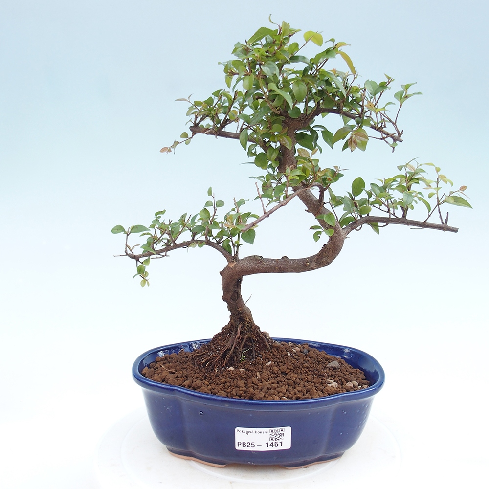 Pokojová bonsai - Sagerécie thea - Sagerécie thea