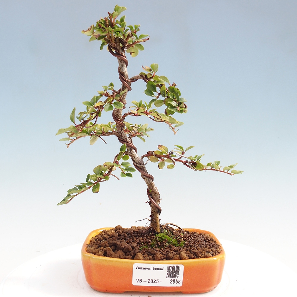 Venkovní bonsai - Cotoneaster horizontalis - Skalník