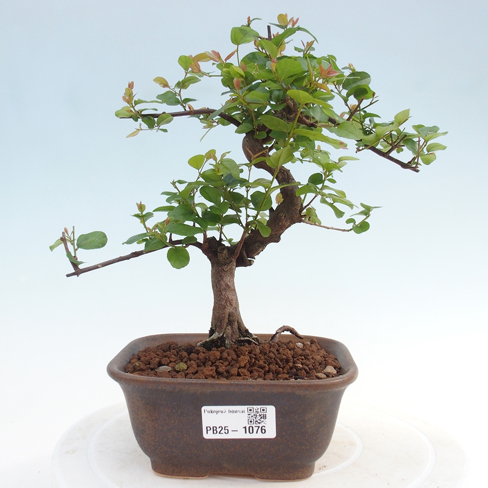 Pokojová bonsai - Sagerécie thea - Sagerécie thea